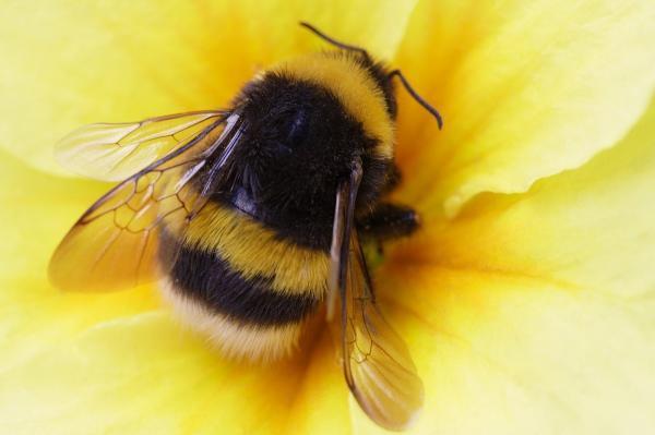 زنبور ها می توانند فوتبال بازی نمایند!، 10 حقیقت کمتر شناخته شده راجع به حشرات