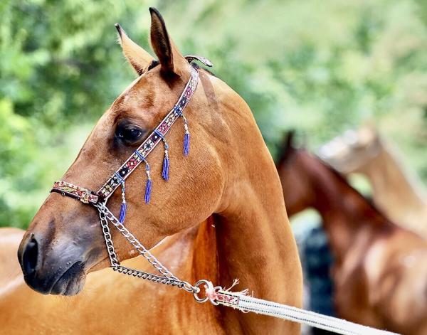 دلیل تلف شدن 11 اسب عرب در یزد اعلام شد