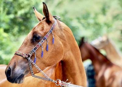 دلیل تلف شدن 11 اسب عرب در یزد اعلام شد